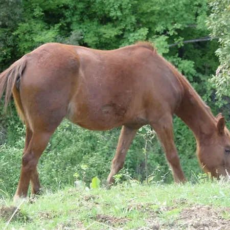Farm stay Difesa Del Principe